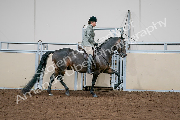 2020 - AB Morgan Horse - Sat, Sept 05 - 14506