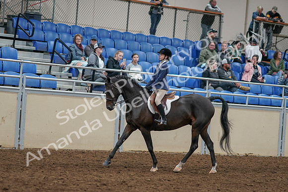 2020 - AB Morgan Horse - Sun, Sept 06 - 07931