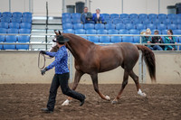 2019 Morgan Horse Show - Aug 31, 2019 - 02918