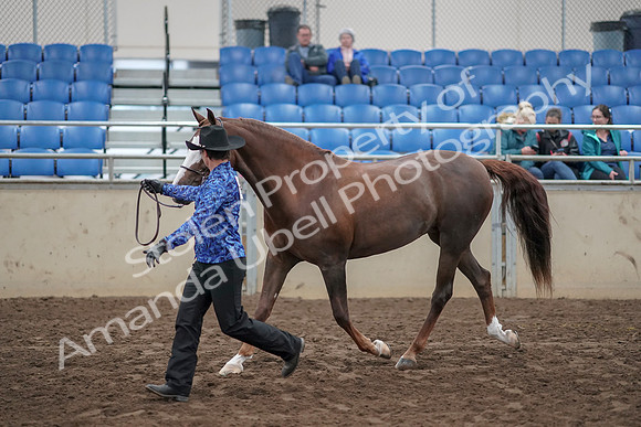 2019 Morgan Horse Show - Aug 31, 2019 - 02918