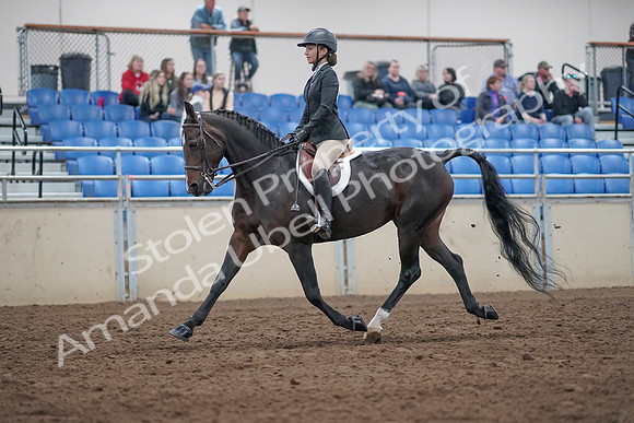 2019 Morgan Horse Show - Aug 31, 2019 - 20526
