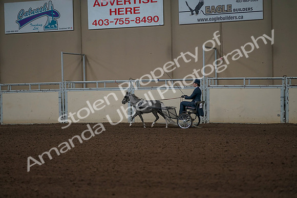2019 Morgan Horse Show - Aug 31, 2019 - 04321