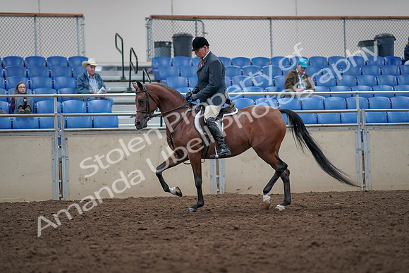 2019 Morgan Horse Show - Aug 31, 2019 - 14712