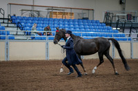 2020 - AB Morgan Horse - Fri, Sept 04 - 00673