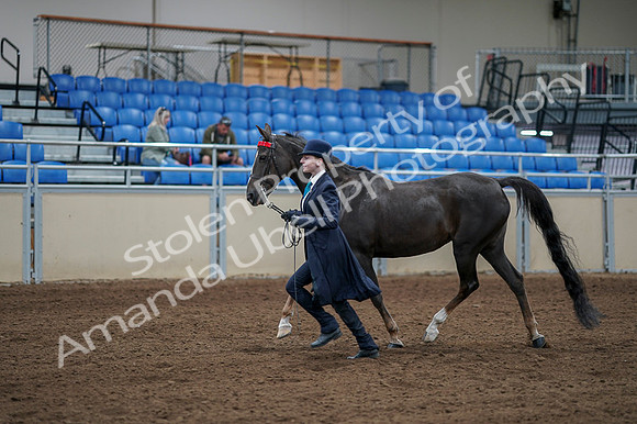 2020 - AB Morgan Horse - Fri, Sept 04 - 00673