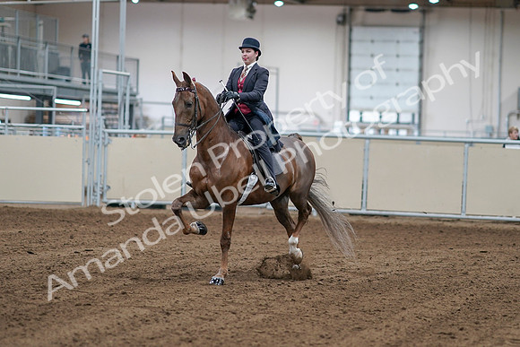 2020 - AB Morgan Horse - Sat, Sept 05 - 06037
