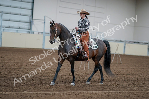 2020 - AB Morgan Horse - Fri, Sept 04 - 00052