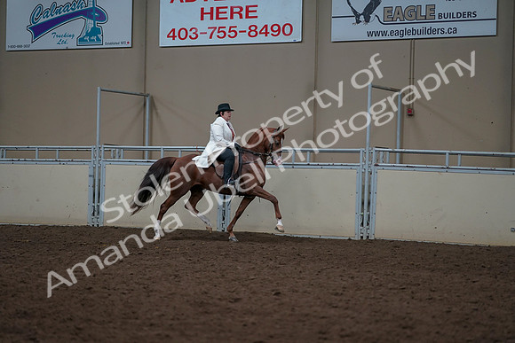 2019 Morgan Horse Show - Aug 31, 2019 - 17932