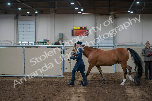 2020 - AB Morgan Horse - Fri, Sept 04 - 00940