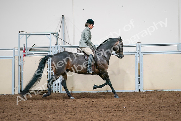2020 - AB Morgan Horse - Sat, Sept 05 - 14516