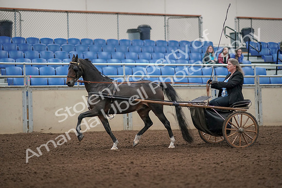 2019 Morgan Horse Show - Aug 31, 2019 - 04393