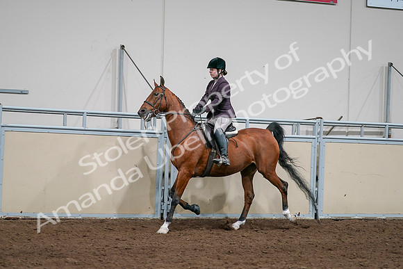 2020 - AB Morgan Horse - Sat, Sept 05 - 03051