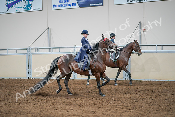 2020 - AB Morgan Horse - Sun, Sept 06 - 08111