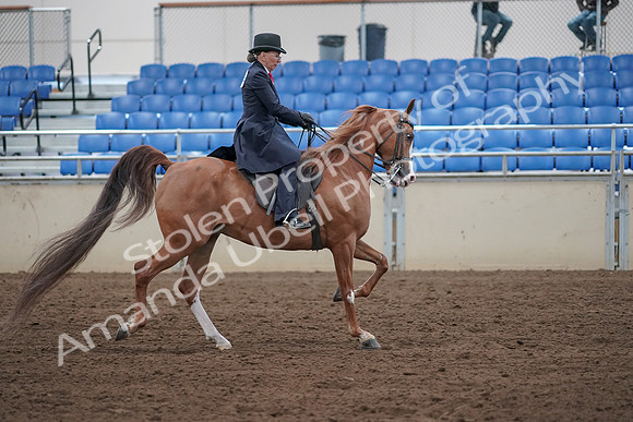 2019 Morgan Horse Show - Sept 01, 2019 - 12085