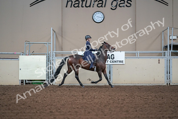 2019 Morgan Horse Show - Aug 30, 2019 - 17953