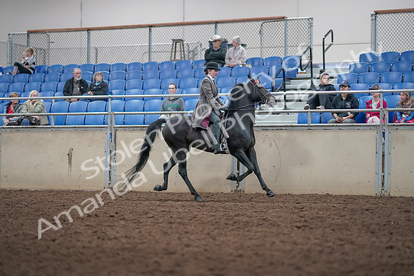 2019 Morgan Horse Show - Aug 31, 2019 - 09552