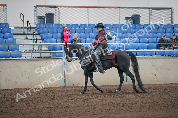 2019 Morgan Horse Show - Aug 31, 2019 - 10558