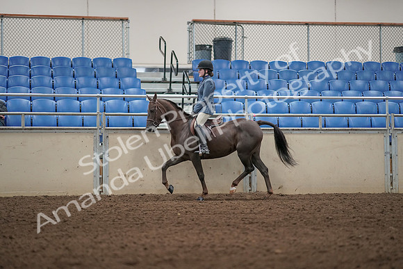 2019 Morgan Horse Show - Aug 31, 2019 - 04994