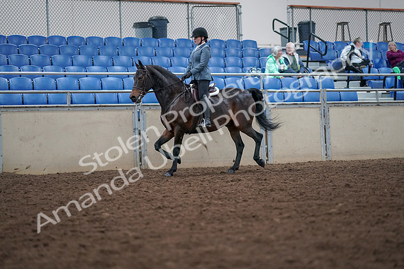 2019 Morgan Horse Show - Aug 30, 2019 - 18311