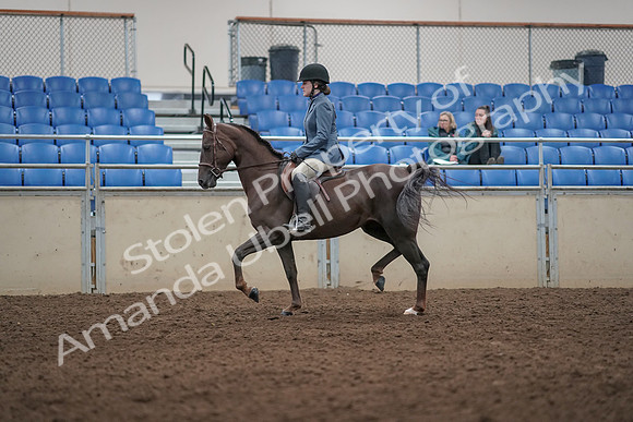 2019 Morgan Horse Show - Aug 31, 2019 - 07289