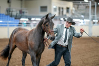 2020 - AB Morgan Horse - Sat, Sept 05 - 00250