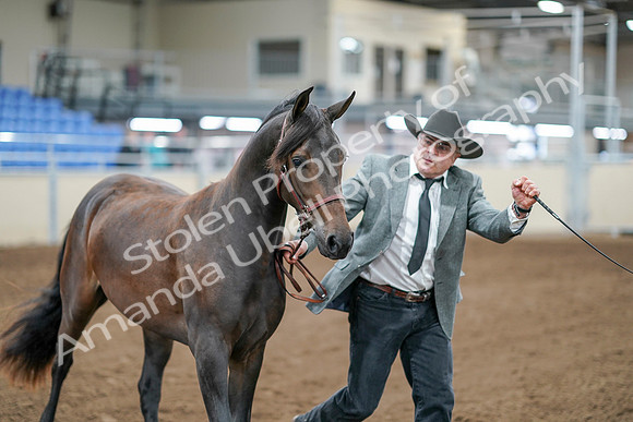 2020 - AB Morgan Horse - Sat, Sept 05 - 00250
