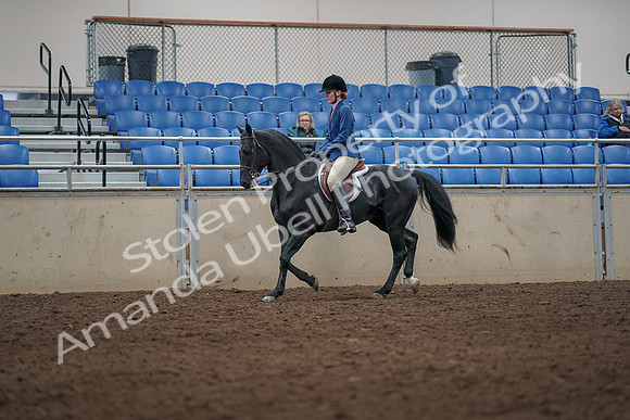 2019 Morgan Horse Show - Aug 31, 2019 - 07271