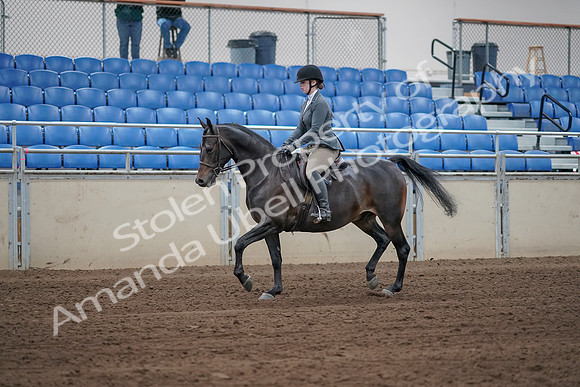 2019 Morgan Horse Show - Sept 01, 2019 - 10927_1