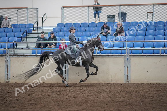 2019 Morgan Horse Show - Aug 31, 2019 - 09732