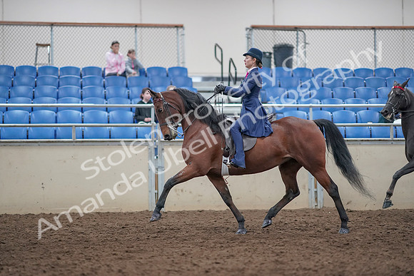 2019 Morgan Horse Show - Aug 31, 2019 - 09378