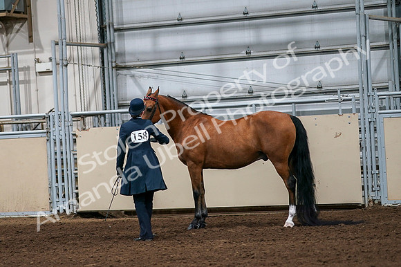 2020 - AB Morgan Horse - Fri, Sept 04 - 00970