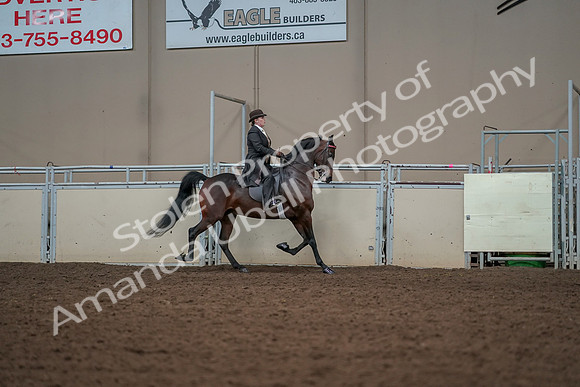 2019 Morgan Horse Show - Aug 30, 2019 - 28113