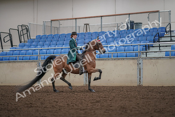 2019 Morgan Horse Show - Aug 30, 2019 - 28060