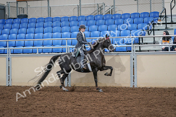 2020 - AB Morgan Horse - Sat, Sept 05 - 13946