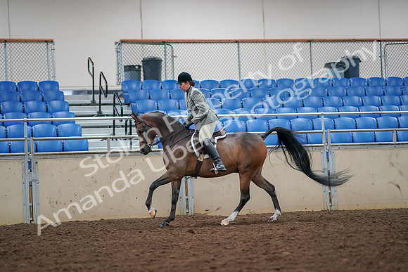 2019 Morgan Horse Show - Aug 30, 2019 - 17469