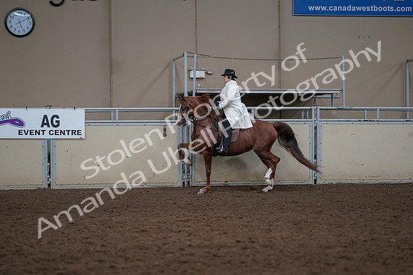2019 Morgan Horse Show - Aug 31, 2019 - 17871