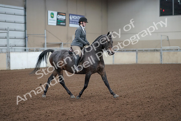 2019 Morgan Horse Show - Sept 01, 2019 - 11011