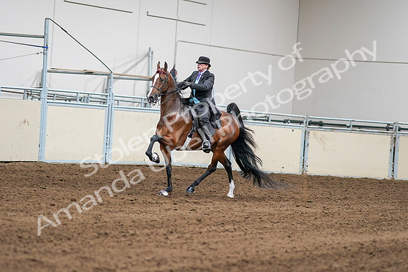 2020 - AB Morgan Horse - Sat, Sept 05 - 12960