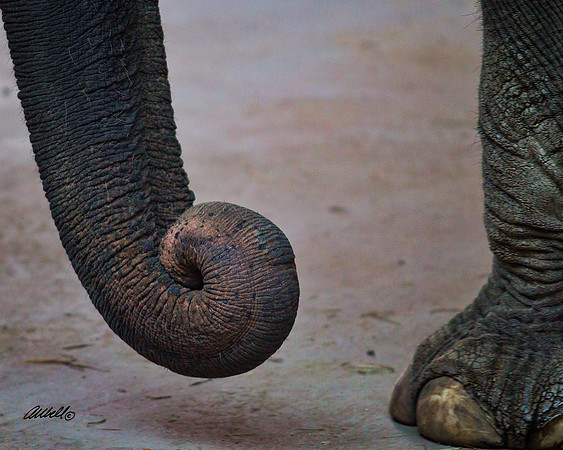 Zoo - 021