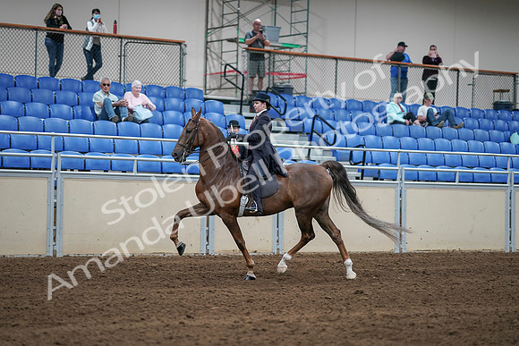 2020 - AB Morgan Horse - Sat, Sept 05 - 06210