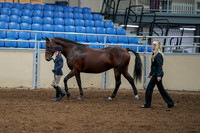 2020 - AB Morgan Horse - Fri, Sept 04 - 00993