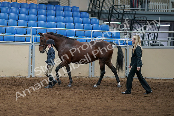 2020 - AB Morgan Horse - Fri, Sept 04 - 00993