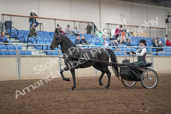 2019 Morgan Horse Show - Aug 31, 2019 - 04621