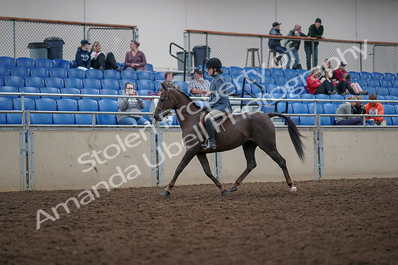 2019 Morgan Horse Show - Aug 31, 2019 - 16553