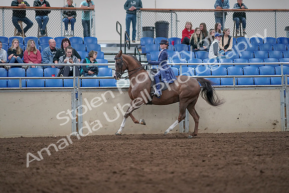 2019 Morgan Horse Show - Aug 31, 2019 - 20639