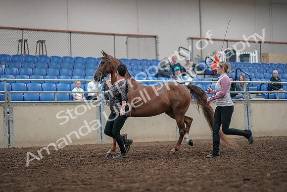 2019 Morgan Horse Show - Aug 31, 2019 - 03623