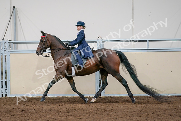 2020 - AB Morgan Horse - Sat, Sept 05 - 04943