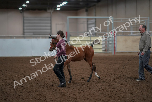 2019 Morgan Horse Show - Aug 30, 2019 - 24792