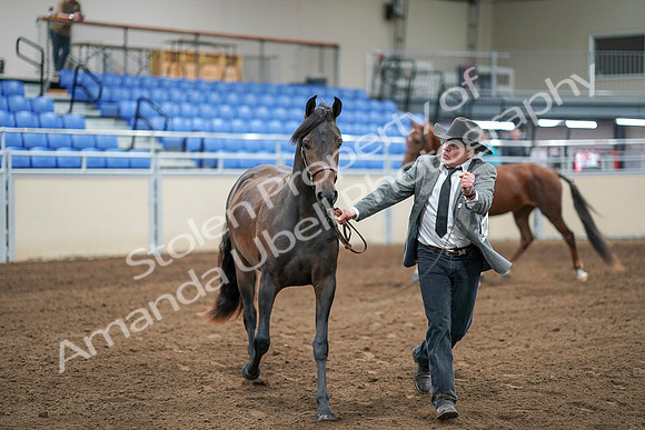 2020 - AB Morgan Horse - Sat, Sept 05 - 00247