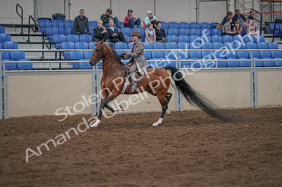 2020 - AB Morgan Horse - Fri, Sept 04 - 11376